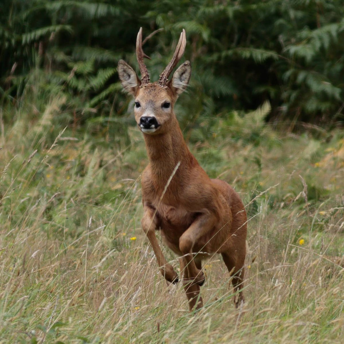 WildSouthWest1's tweet photo. Roe buck bolts towards me zig zagging during the Roe rut in July.
#roedeer #buck #exmoor #NaturePhotography #wildlife #wildlifephotography #cervide #deer https://t.co/pYUgLsqDth