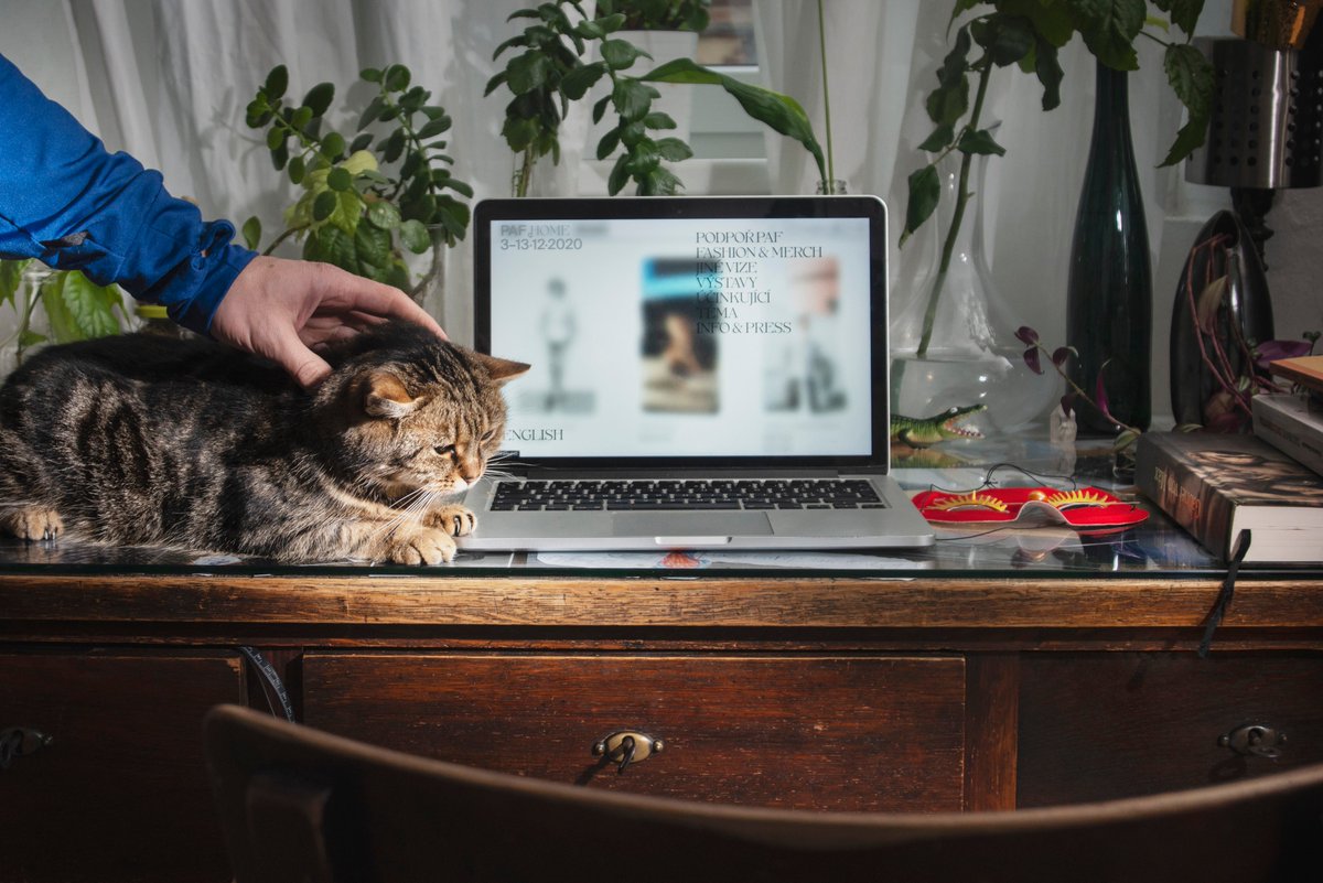 Only till Dec 13
PAF VOD
2020.pifpaf.cz/en/

You can watch 20 films, 7 performances and 15 special programmes for the price of EUR 10 / USD 10.

Lassnig, Olson, Relax Kevin, ssaliva and many more.