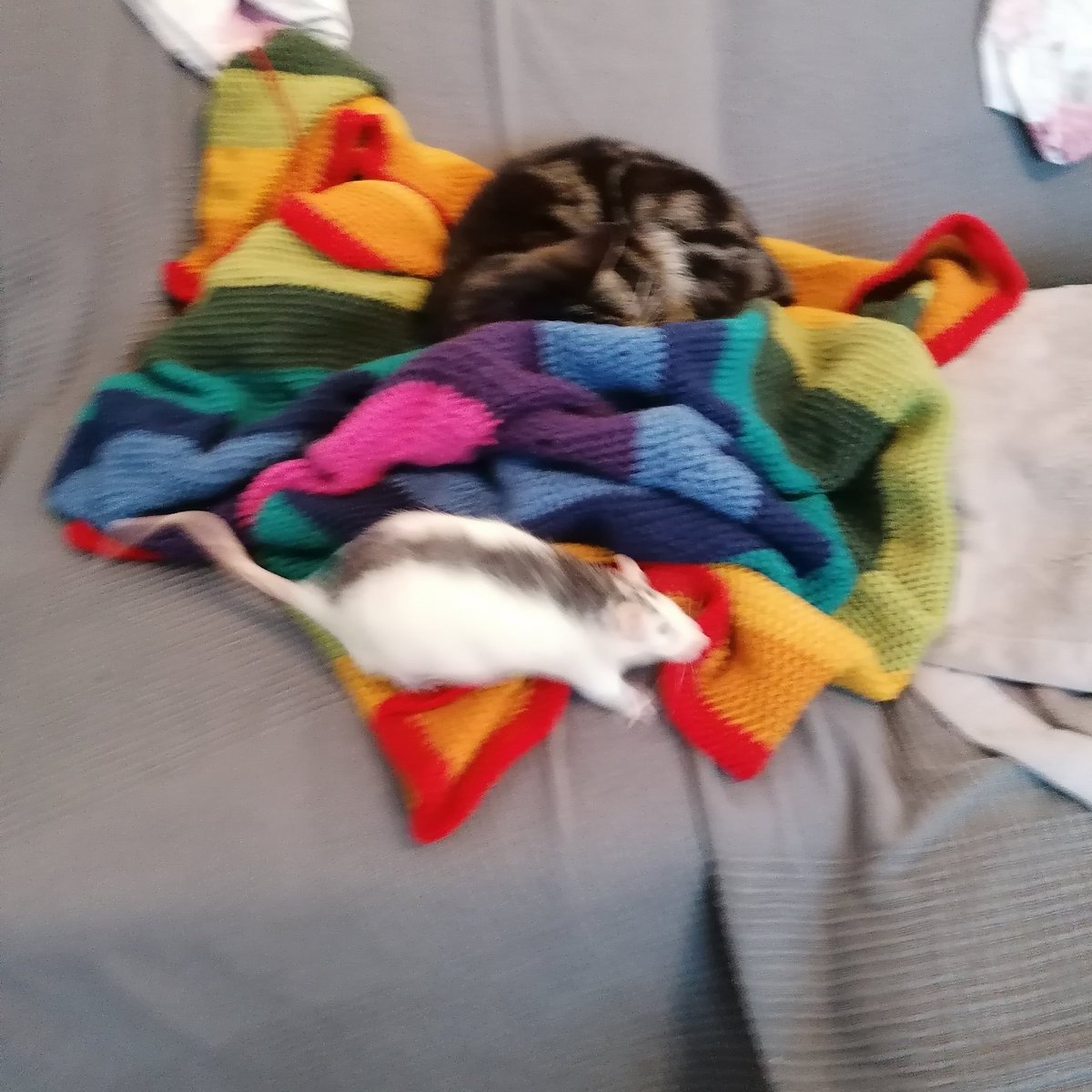 chiiscake's tweet image. 