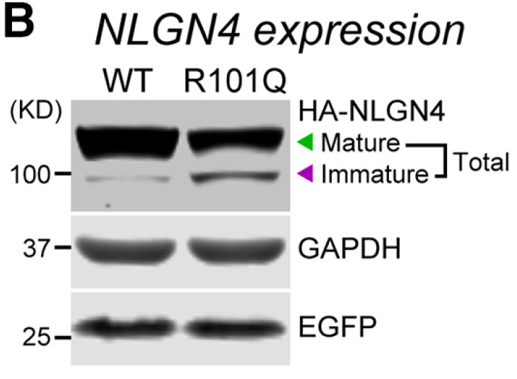 3/ The mutation (R101Q) doesn't reduce NLGN4 expression that much, but affects its glycosylation. This in turn causes the mutant protein to get stuck in the secretory P/W, specifically the ER and Golgi