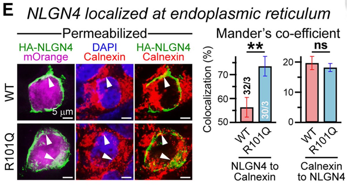 3/ The mutation (R101Q) doesn't reduce NLGN4 expression that much, but affects its glycosylation. This in turn causes the mutant protein to get stuck in the secretory P/W, specifically the ER and Golgi