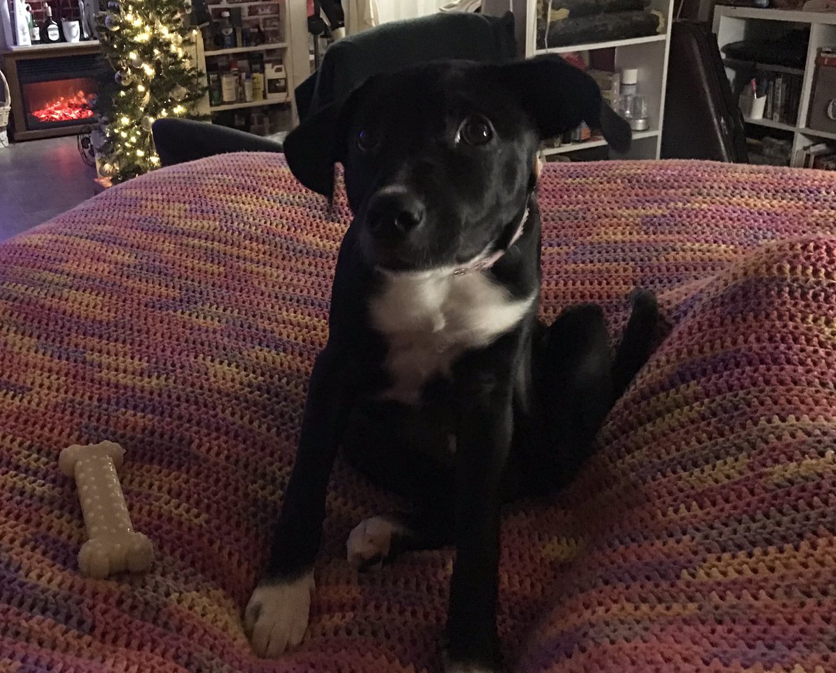 LilLadyLucia's tweet photo. I’m 17 wks today and mom still calls me, “Goober”.  Also I don’t get why I can’t play with the tree and how the stuff on and under it are not mine?!🎄🎁🐕 #PupsofTwitter #DogsofTwitter #PuppyCuteness #HolidayPup https://t.co/JJPe7iXxmx