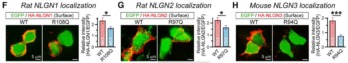 4/ What's interesting is the mutation site, R101, is right next to an N-linked glycosylation sequon (N102). An N102A mutation phenocopies R101Q and these two residues are conserved in NLGN1-3. Equivalent R-Q mutations in NL1-3 have similar effects