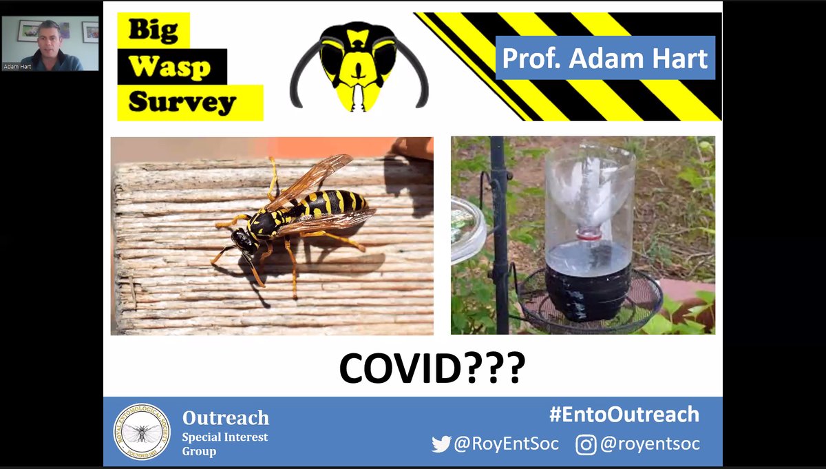 jgilchrist13's tweet photo. @RoyEntSoc @AshWhiffin @bugboybaker @UKLadybirds @AdamHartScience Citizen science in COVID-19. @AdamHartScience on Big Wasp Survey &amp; how move to home wasp-ID has lead to increase in data, reliability &amp; efficiency. For @RoyEntSoc. #BigWaspSurvey #nature #entomology #insects #insectsmatter #loveinsects #EntoAtHome #EntoOutreach #citizenscience🐝 https://t.co/14UHquAwf5