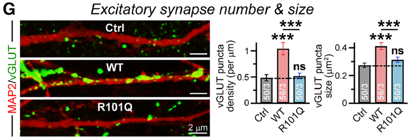 5/ We whipped up human neurons using two protocols, NSC-derived and direct differentiation from ESCs. In both, WT NL4 overexpression increases vGlut and Synapsin density, but the mutant doesn't at all