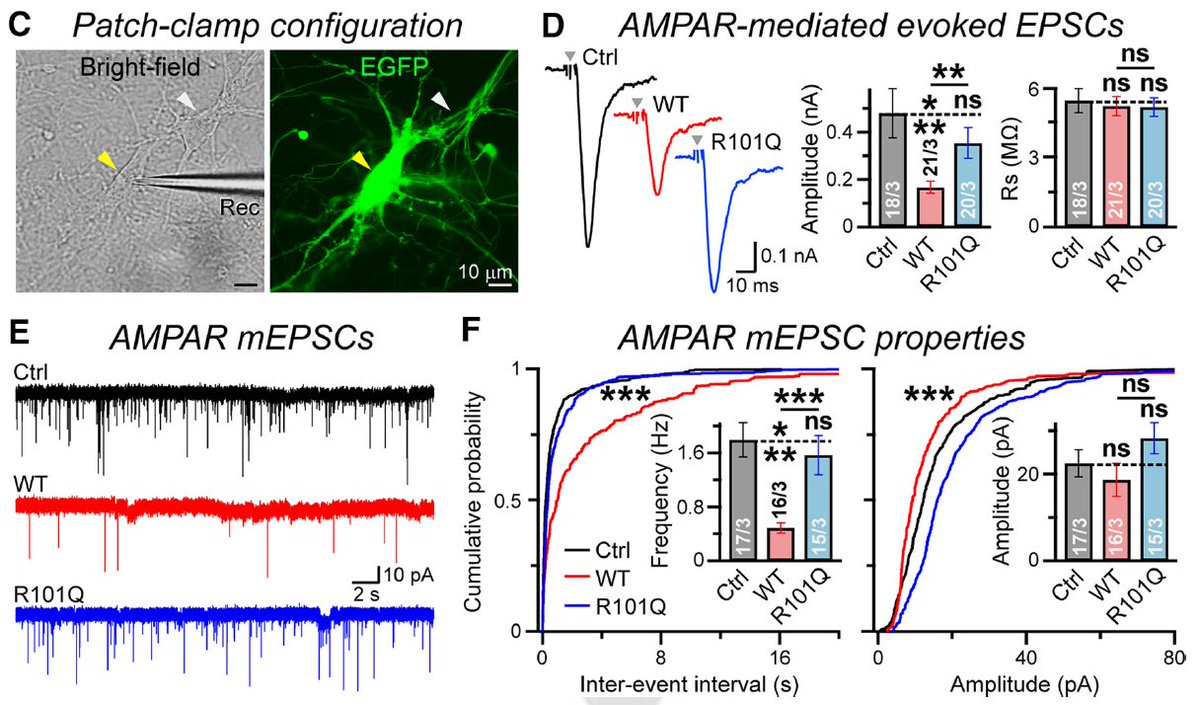 6/ Confusingly, NL4-R101Q actually increases excitatory currents vs WT, for both evoked and mini EPSCs.
