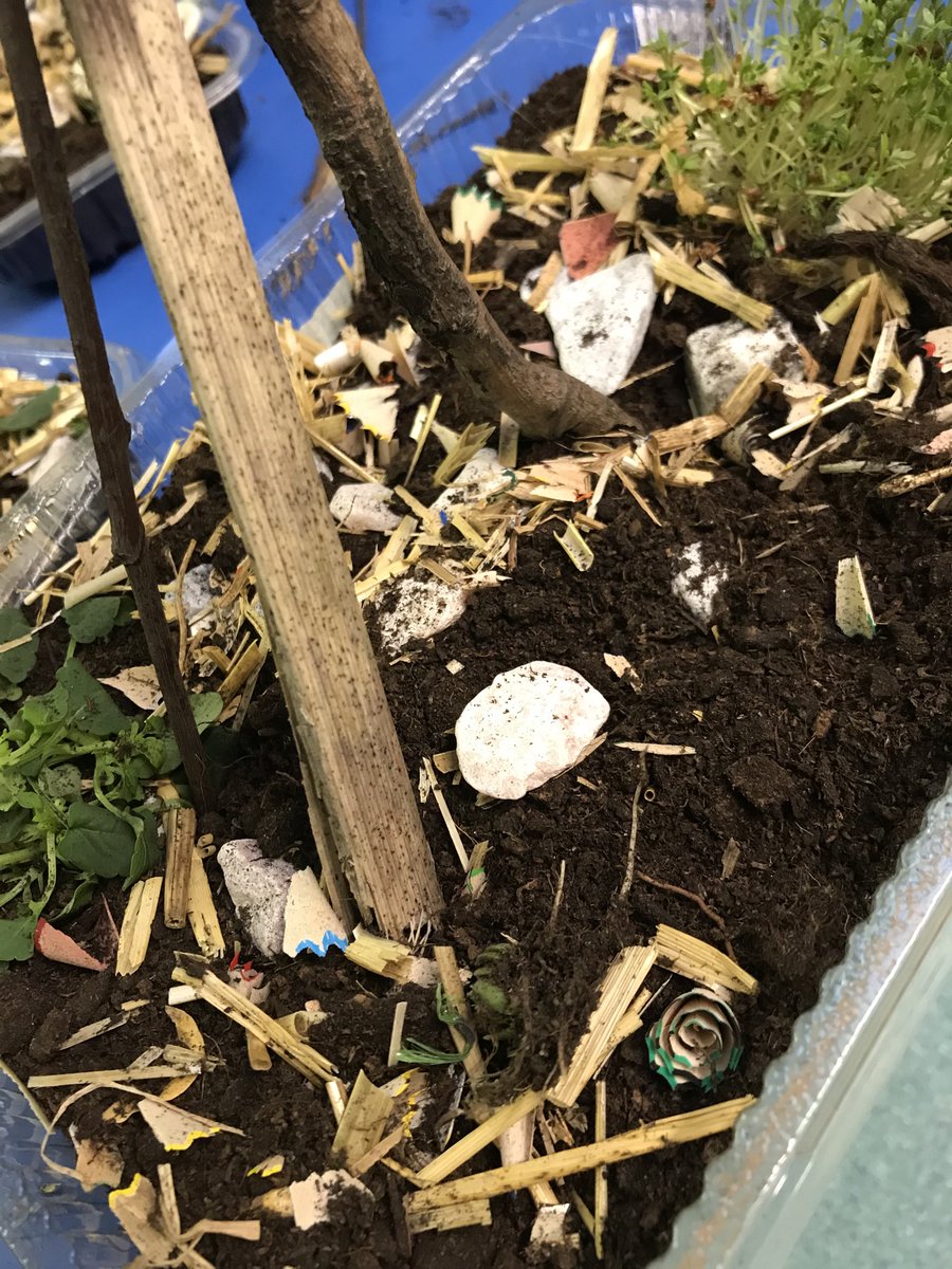 MissKhanLHS's tweet photo. Team Elm have created these fantastic mini woodlands. Can you spot the little saplings they’ve planted?
Make sure you take care of them Team Elm! #sciencelhs ⁦@LHS_Watford⁩ ⁦@MissPlayerLHS⁩ https://t.co/wFx4BQtCux