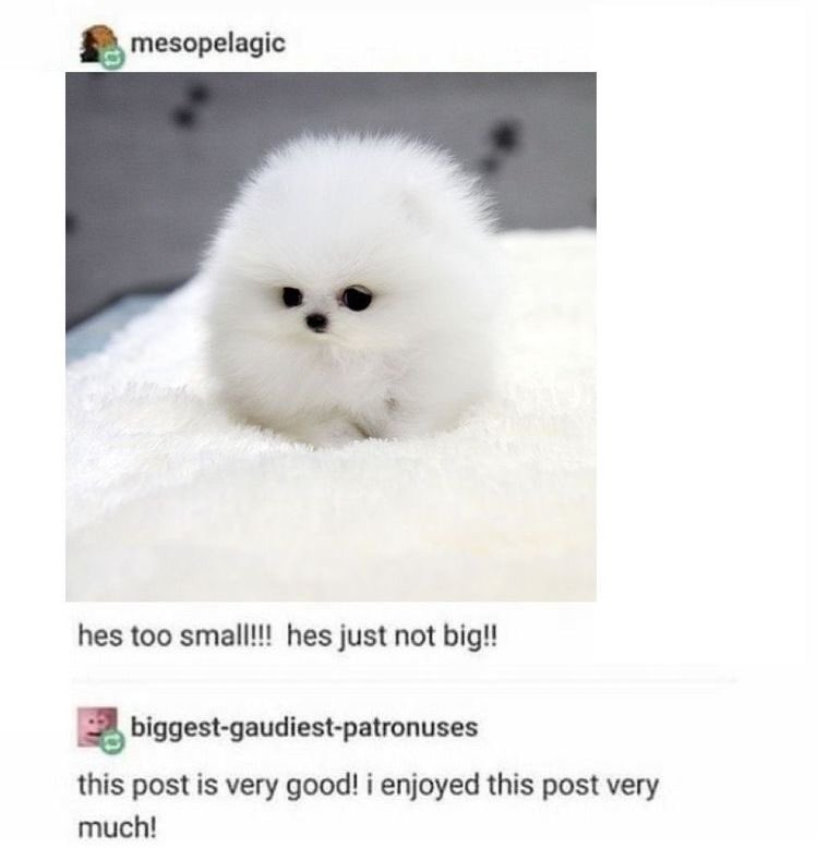 tiny 🦦 tweet media