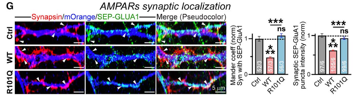 8/ Hinting at NLGN4's true role, we see that while WT overexpression increases Synapsin levels, GluA1 is pushed out of the synapse (a possible mechanism to explain the EPSC effects)
