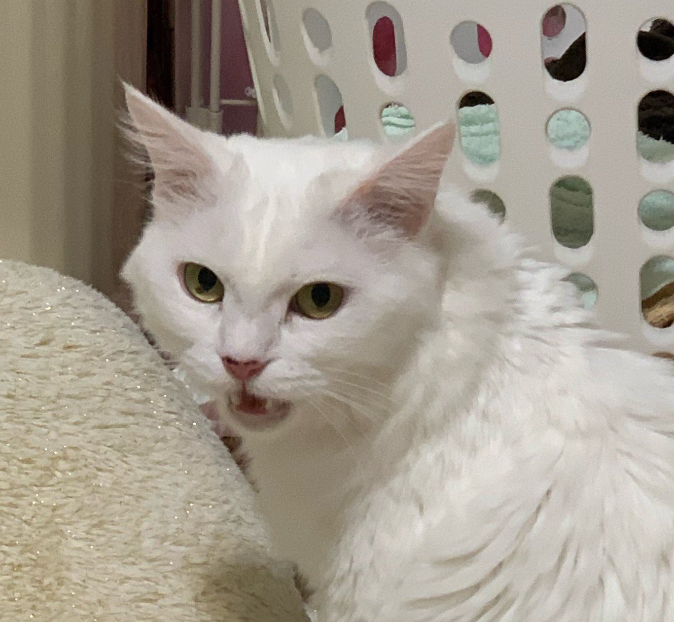 ฅひなころんฅ フレーメン反応の時に何故か私を見てくるサラさん Cat 猫のいる暮らし フレーメン 猫好き 白猫 T Co Rwhnic5lro Twitter