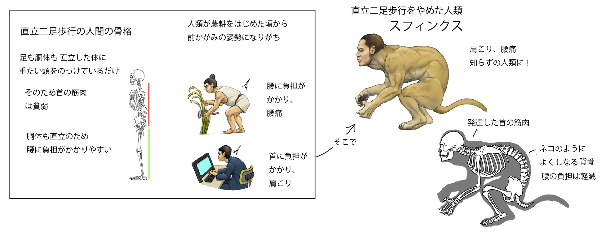 川崎悟司 ファンタジー生物をリアルっぽくシリーズ スフィンクス 頭が人間で体がライオン エジプト神話のやつが有名ですけど 朝は4本 昼は2本 夕方は3本足の生き物な んだ とクイズを出す神獣ですね というわけで スフィンクスは直立二足 川崎悟司 ファンタジー生物をリアルっぽくシリーズ スフィンクス 頭が人間で体がライオン エジプト神話のやつが有名ですけど 朝は4本 昼は2本 夕方は3本足の生き物な んだ とクイズを出す神獣ですね というわけで スフィンクスは直立二足