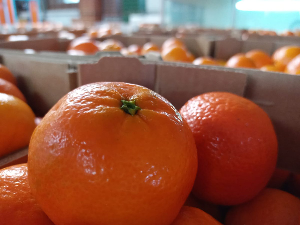 We are packing the best #clementines of our associate, local producers. #cooperative #Moncofa #localproduct