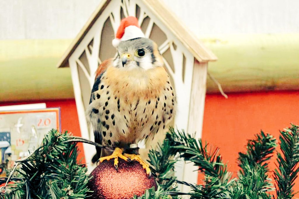 Elvis our American Kestrel is starting to get a bit more festive by trying on his santa hat.

With Christmas right around the corner, our experiences make the perfect present for any animal fanatic!

imperialbirdofpreyacademy.com/experience-day…