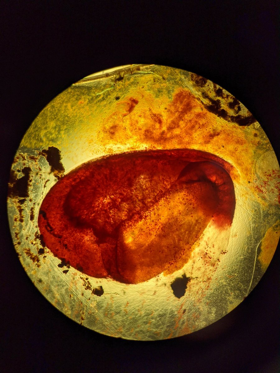 SarahKachovich's tweet photo. The amazing @svenja_halfter has helped give us insight to our beautiful sea monster that came up with the VIT frame during #Exp390C.
Pyrosomes (pelagic sea squirts) are individual zoids joined by a gelatinous tunic! SO FREAKING COOL! Enjoy some scope 📸 too>> https://t.co/JMcOMwgeej