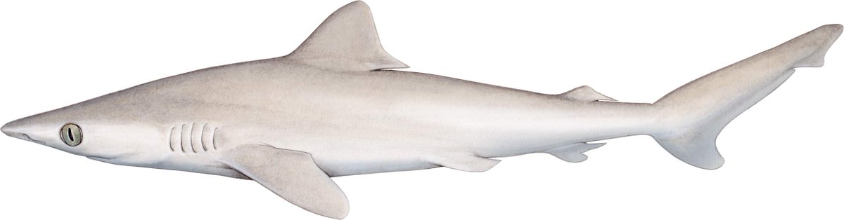 The  @IUCNRedList of Threatened Species has been updated today and includes recent assessments of 422 species of sharks and rays. One species in particular has a story that could serve as warning that we need to act fast to curb overfishing in time to save sharks & rays  #Lostshark