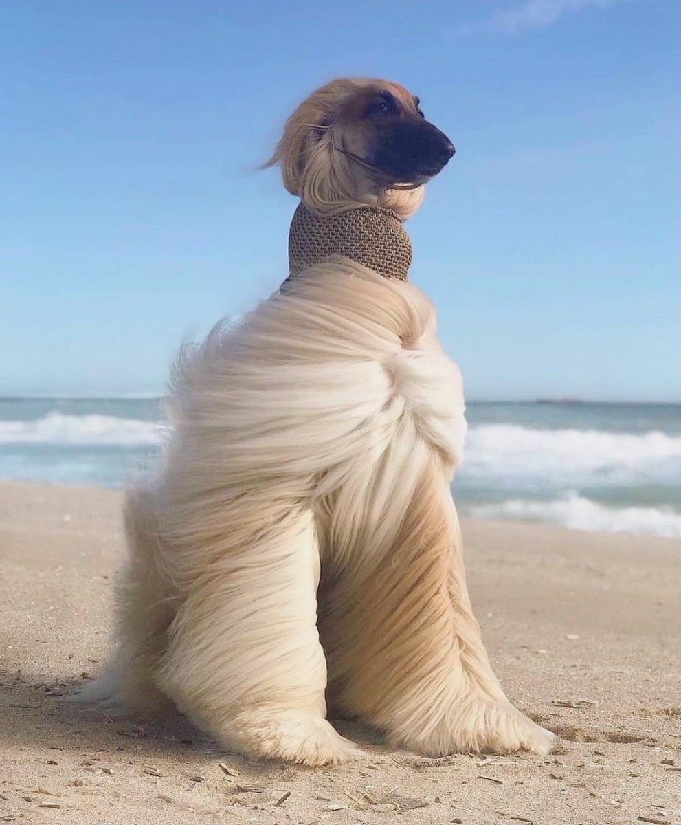 godislikeme's tweet image. Redefining what it means to have a good hair day

#longhairdontcare
#dogsofinstagram
#beyondnormal
#extraprettier
#majesticaf
#bigdogs