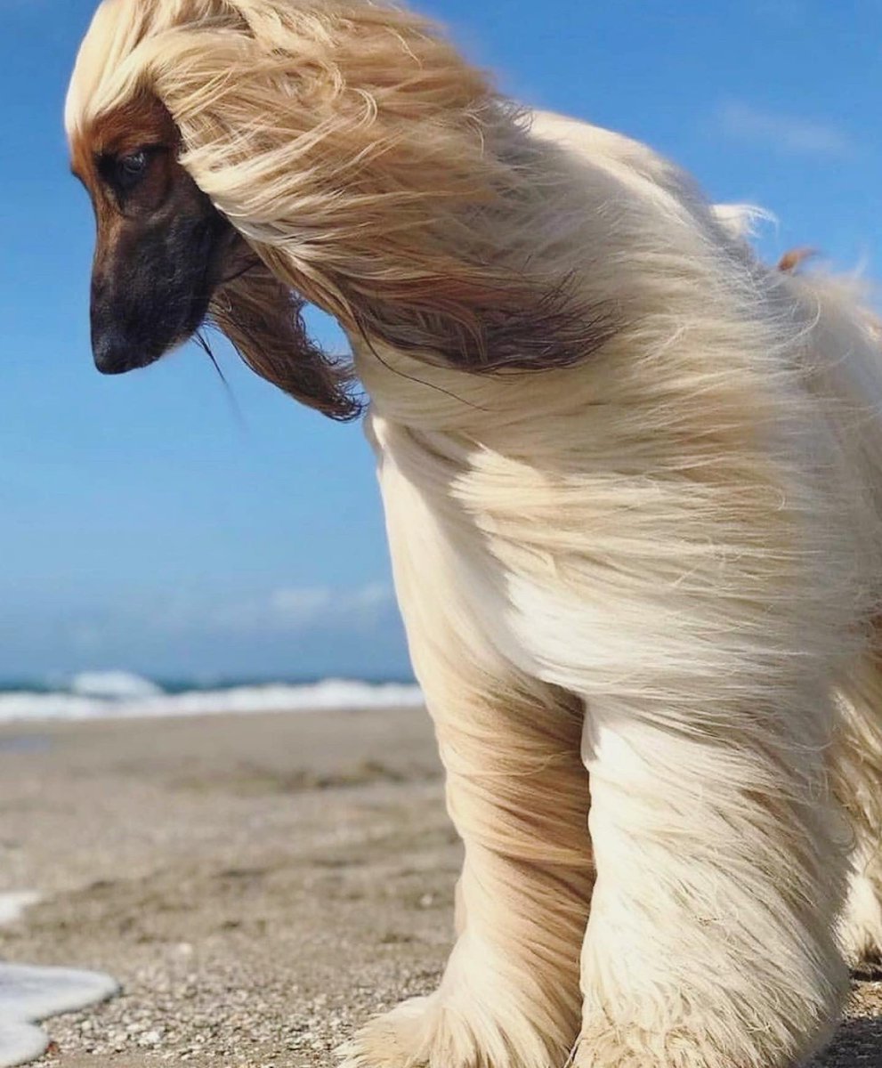 godislikeme's tweet image. Redefining what it means to have a good hair day

#longhairdontcare
#dogsofinstagram
#beyondnormal
#extraprettier
#majesticaf
#bigdogs