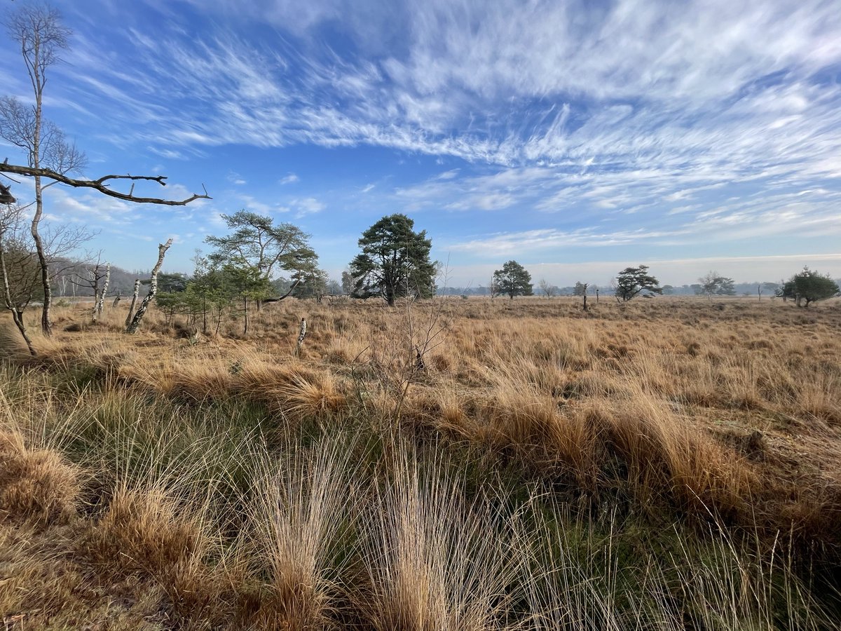 robbertd's tweet image. Leersumse Veld, Utrechtse Heuvelrug National Park, The Netherlands