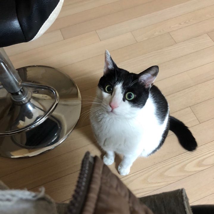 조댕이 뭐야 입꼬리 뭐야 몸 왤케 동그래 표정 왤케 멍청해 꼬리 왤케 짧아 다리 왤케 짧아보여 발 왜이리 하찮아 그냥 모든게...어이없고 사랑스러워ㅠ