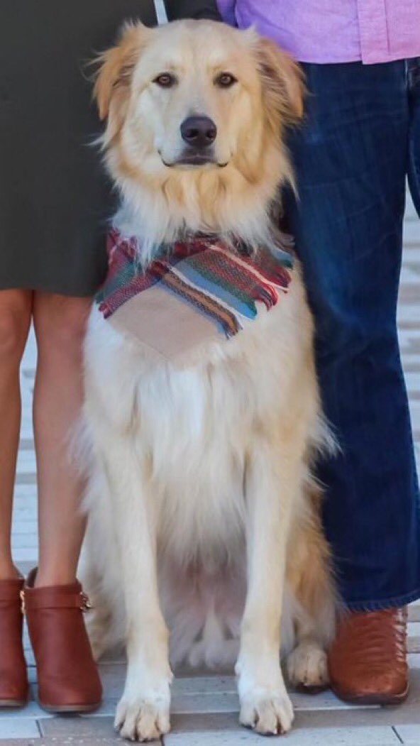 Which pet is cuter... Sapphire (left) or Burt (right)? #minionschristmascard