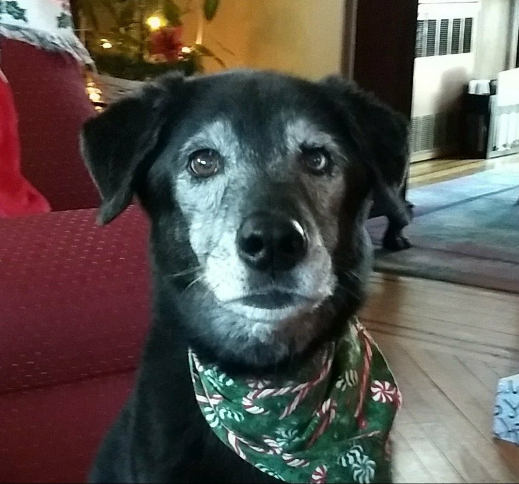 Which pet is cuter... Santa’s Lil Helper (left) or Jackson (right)? #MinionsChristmasCard