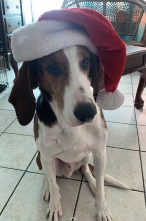 Which pet is cuter.. Angola Richard (left) or Boomer (right)? #MinionsChristmasCard