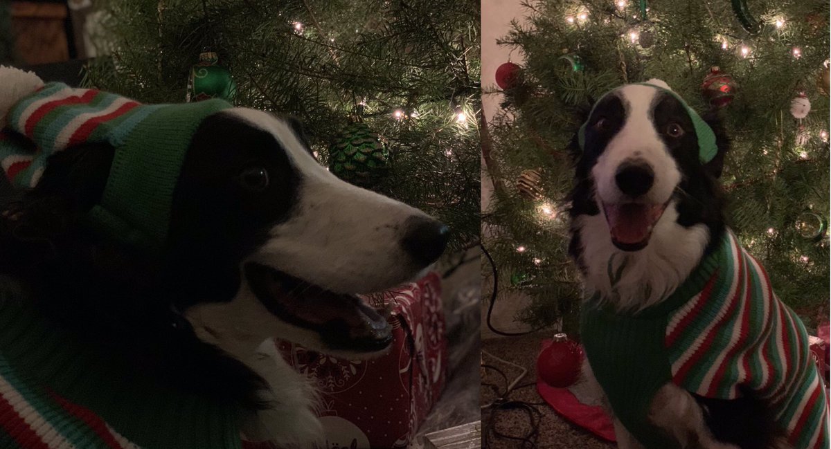 Which pet is cuter.. Angola Richard (left) or Boomer (right)? #MinionsChristmasCard
