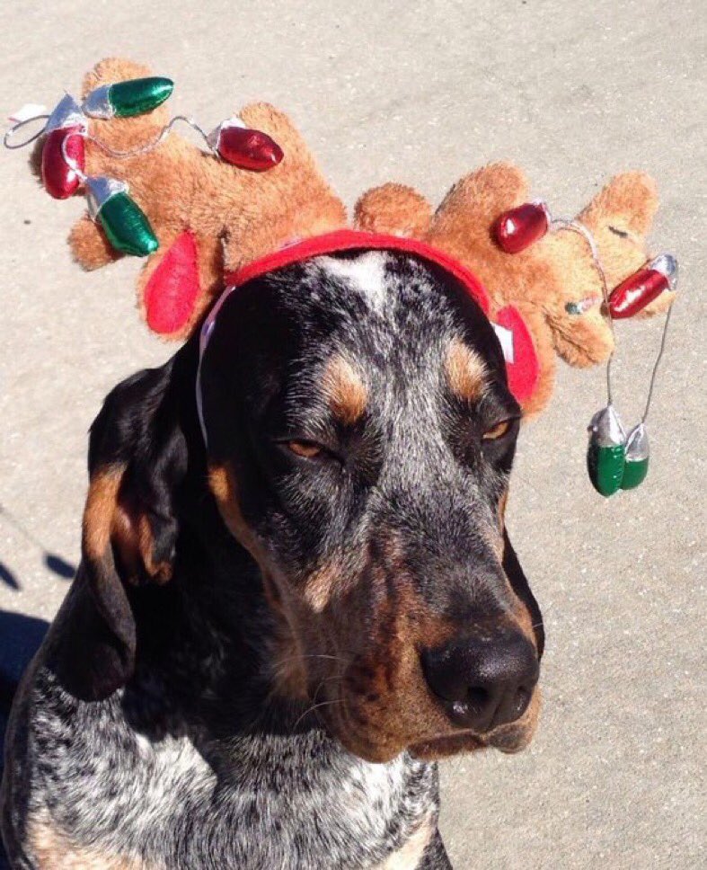 Which pet is cuter... Rocky (left) or Silas (right)? #MinionsChristmasCard