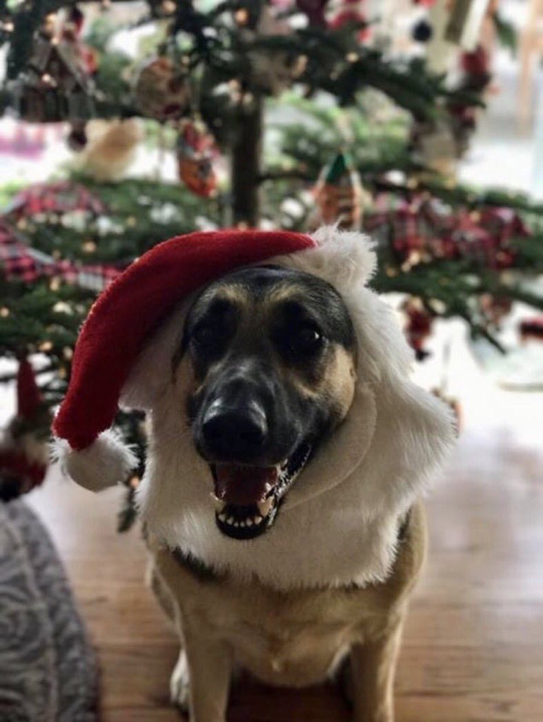 Which pet is cuter... Lexi (left) or Spaghetti &Meatball? #MinionsChristmasCard