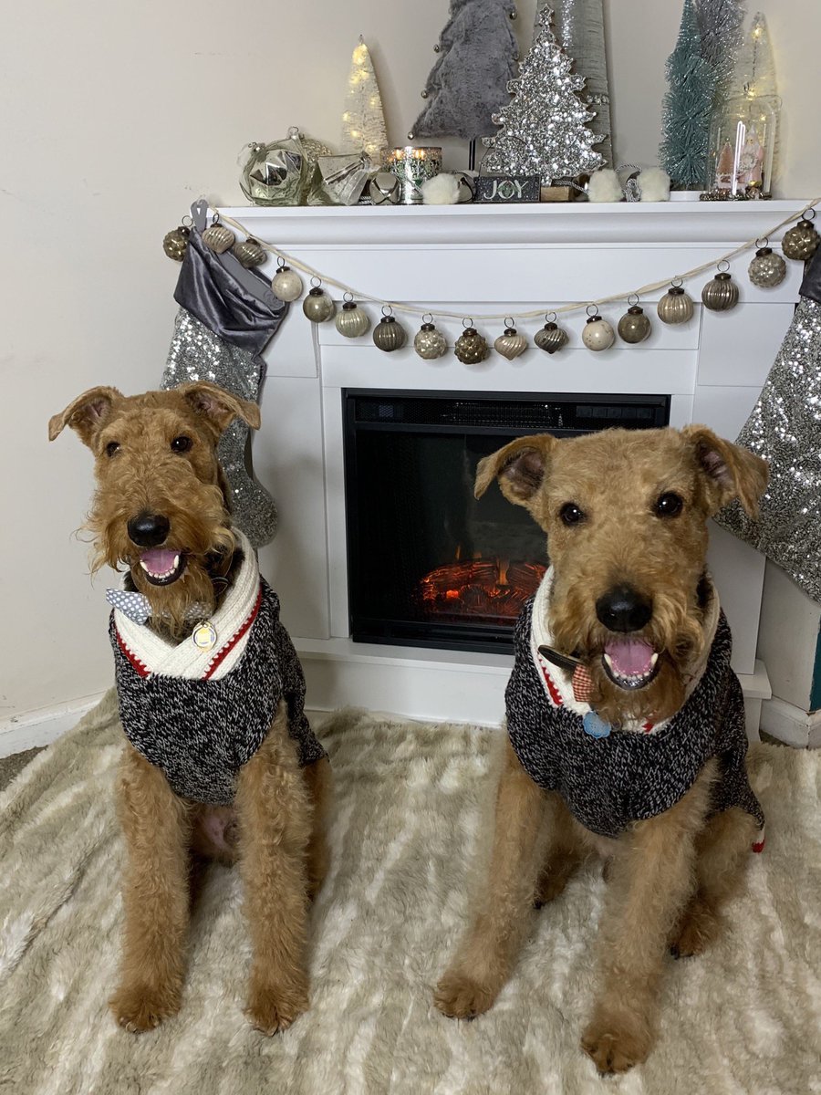 Which pet is cuter... Lexi (left) or Spaghetti &Meatball? #MinionsChristmasCard