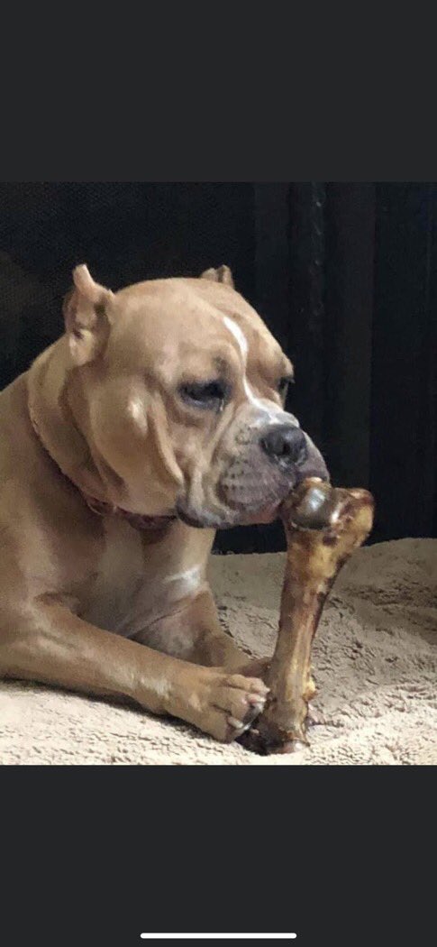 Which pet is cuter... Itchy (left) or Freyja (right)? #MinionsChristmasCard