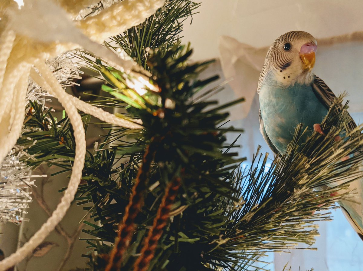 Which pet is cuter... Itchy (left) or Freyja (right)? #MinionsChristmasCard