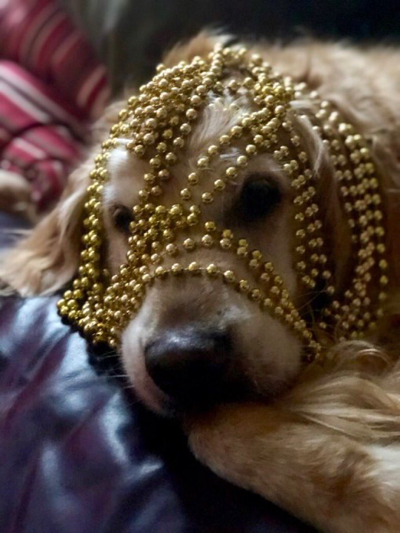 Which pet is cuter... George (left) or Koda (right)? #MinionsChristmasCard