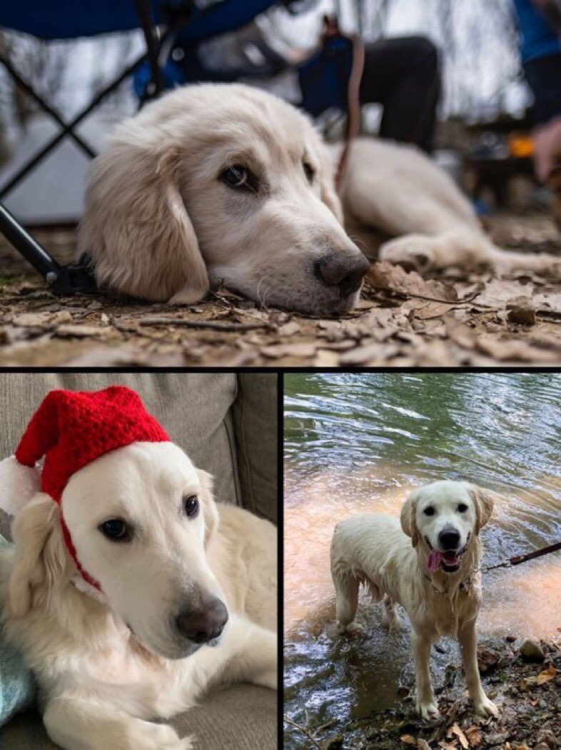 Which pet is cuter... George (left) or Koda (right)? #MinionsChristmasCard