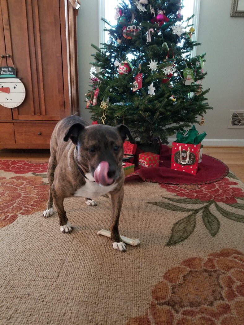 Which pet is cuter... GriffyPup or Gracie, Maddie, & Dixie? #MinionsChristmasCard