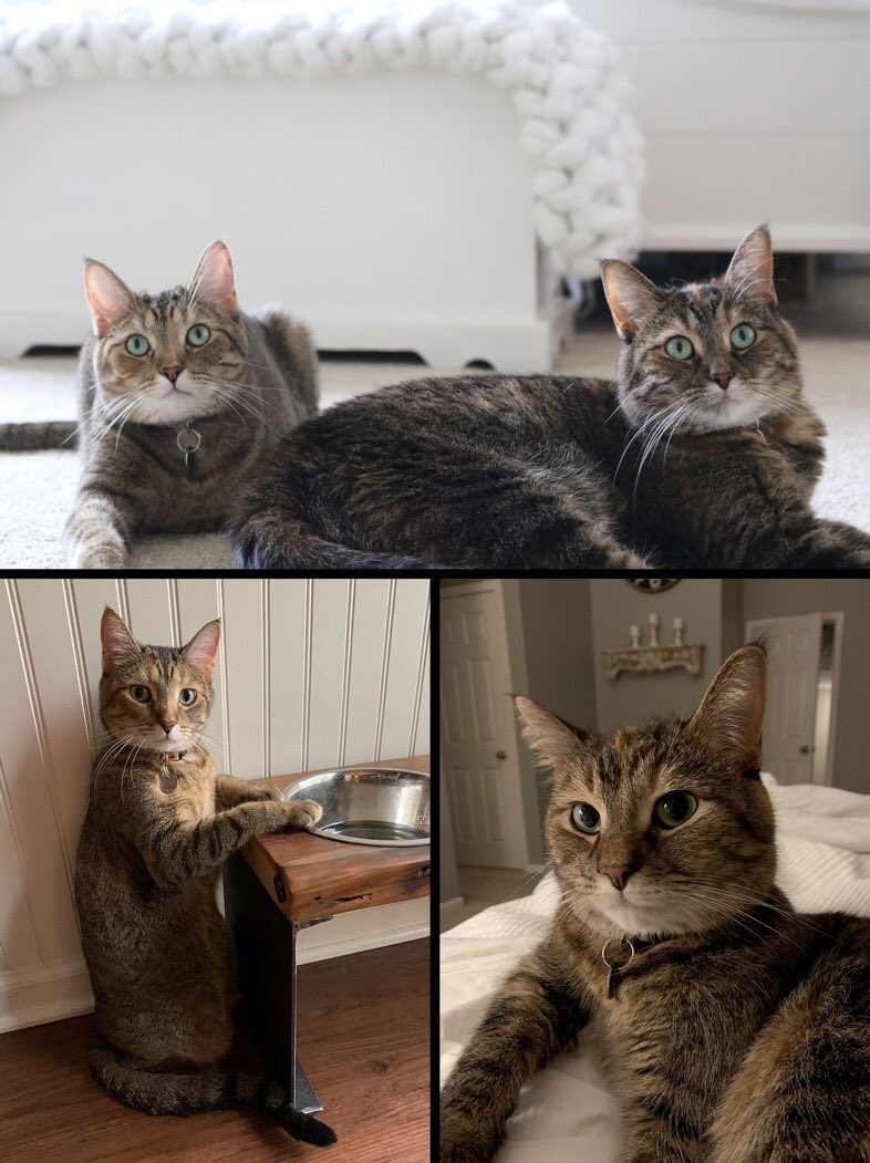 Which pet is cuter... Daisy & Dottie or Oliver?