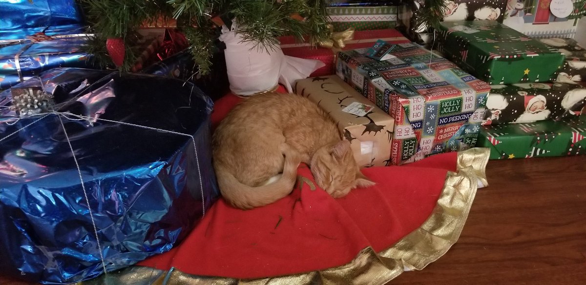 Which pet is cuter... Daisy & Dottie or Oliver?