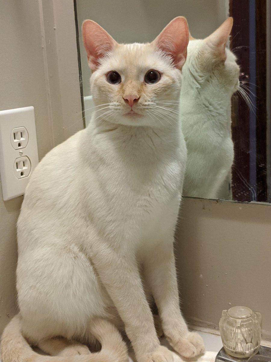 Which pet is cuter... Mr. Jiggles (left) or Bashful (right)? #MinionsChristmasCard