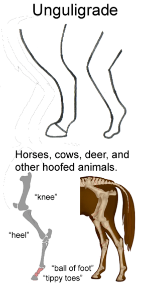 Others, such as horses, cows and sheep, have what's called an ungligrade stance, which basically means they stand on their tippy toes / distal phalanx (in horses, they literally walk on the tip of one digit).