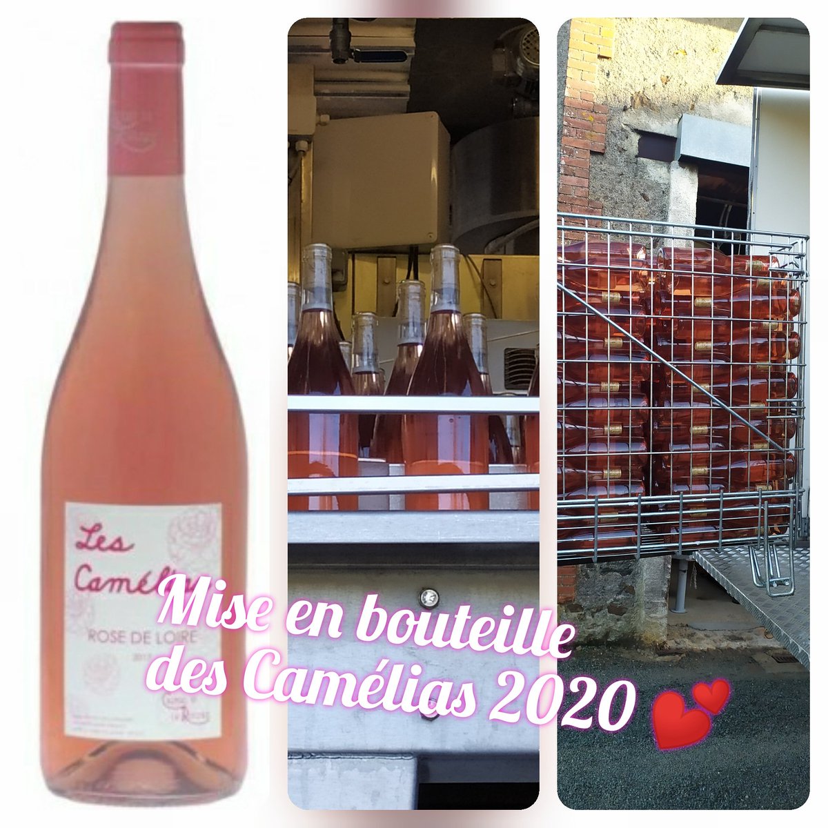 On prépare les beaux jours 💕
#rosedeloire #anjou #roulerie