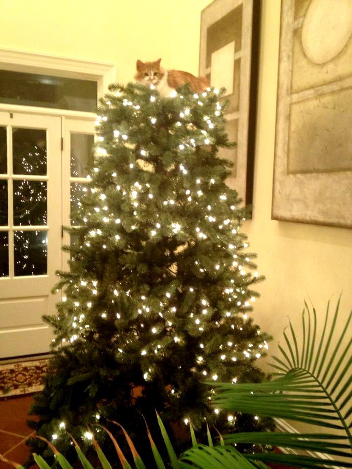 Which pet is cuter... Ansel (left) or P.I.T.A (right)? #MinionsChristmasCard