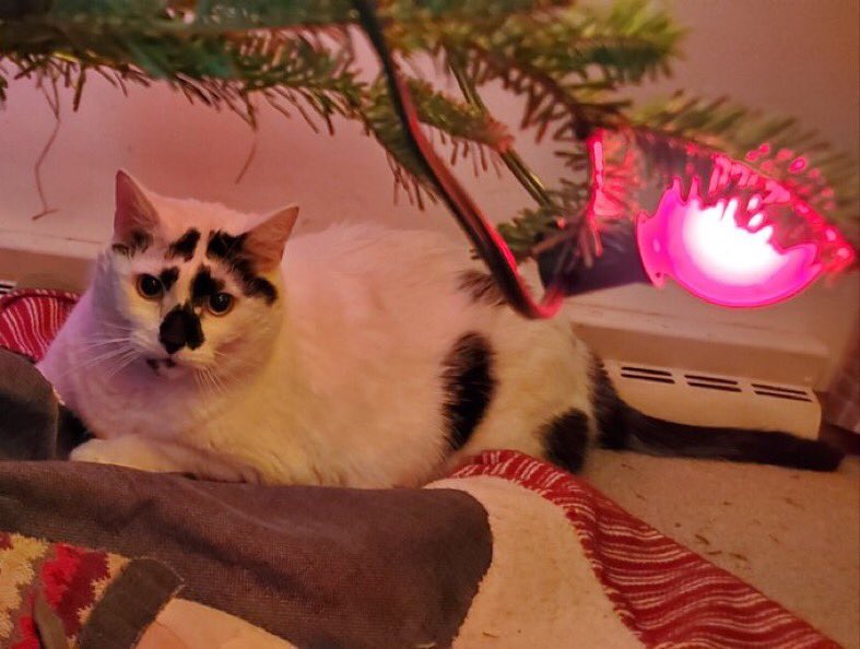 Which pet is cuter... Ansel (left) or P.I.T.A (right)? #MinionsChristmasCard