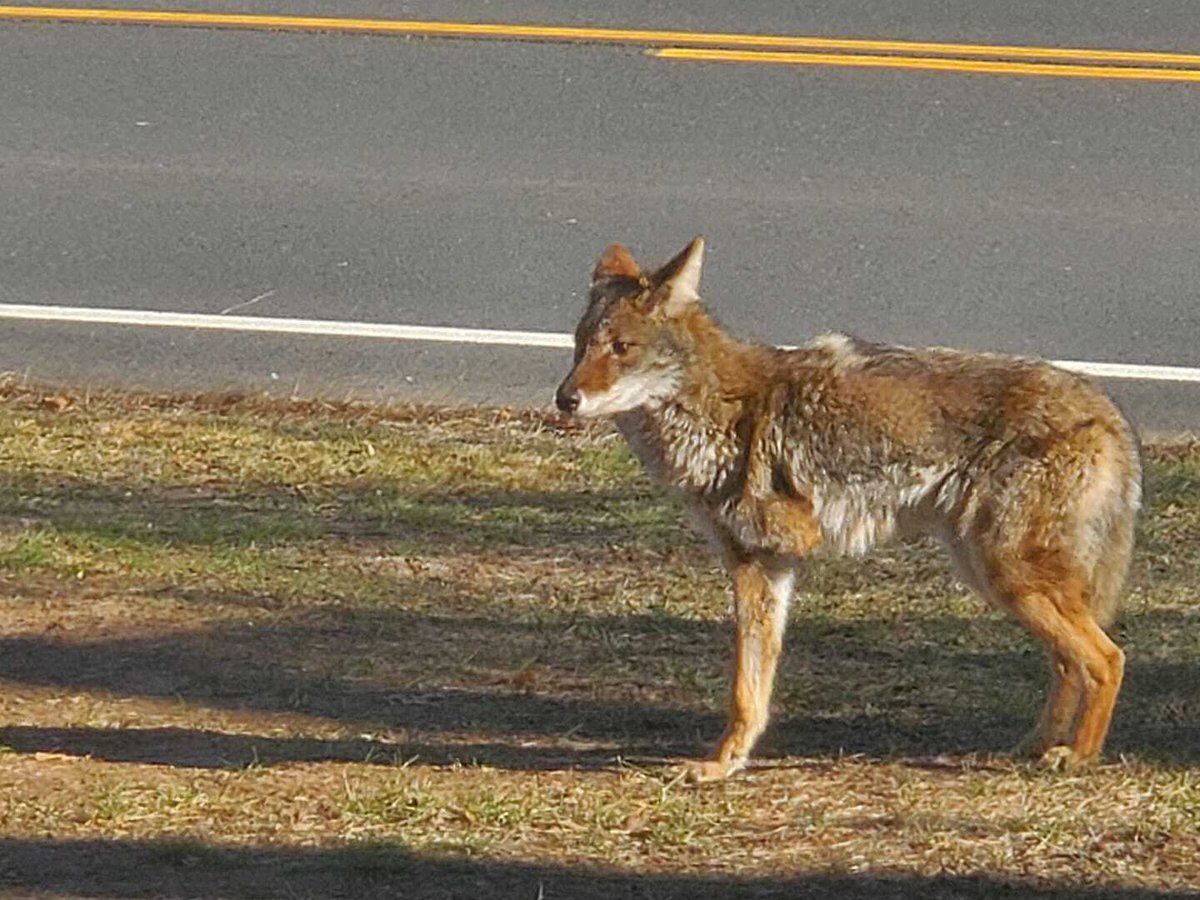 Suffield resident Robert Laviana shared this photo of a three-legged coyote in his front yard. Tomorrow, we talk with coyote experts @cschell_canids &amp; <a href="/chenger605/">Carol Henger, PhD</a> about how these scrappy carnivores conquered North America. Are there coyotes in your neighborhood? Tweet us photos!