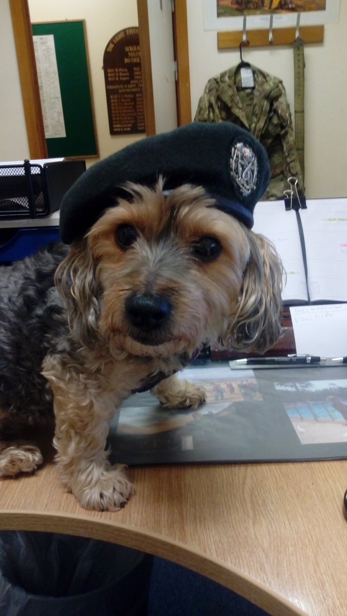 alfiesteele1977's tweet photo. All in a day's work for #Tara🐶 #CorpsHistory💂 #CourseProgrammesDone👊 https://t.co/xDWGhxqBVk