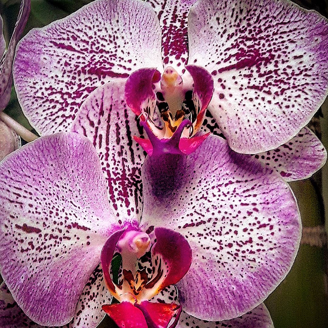 #Orquideas gêmeas 

#orquidea #orquídea #orquídeas #orchid #orchids #loveorchids #Flowers #flores #floresemfotos #fleurs #fiore #nature #naturelover
#blossoms #naturaleza #pinkflowers #natureza #pairs #twins

💐🌸💮🏵🌹🌺🌻🌼🌷⚘