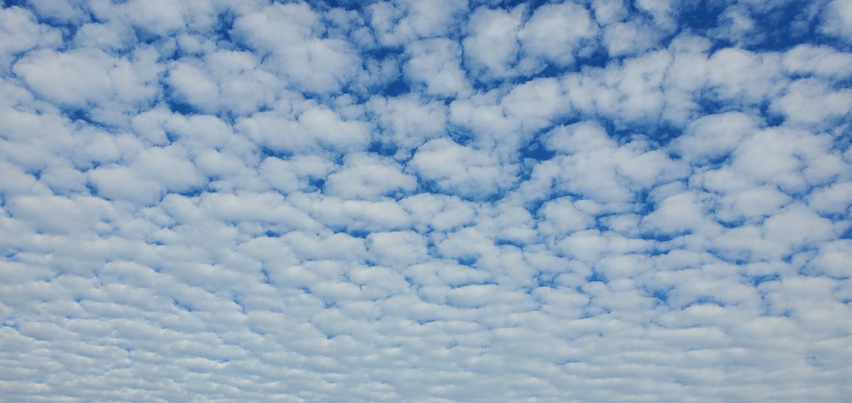 SwifferKitty's tweet image. #PrettyClouds #Altocumulus #CottonballClouds @cat_in_a_mosh @9and10News @TVKevinNews Pretty Altocumulus formations all the way to Bay City, MI.  Keep your eyes open for Hole Punch Clouds today 😺