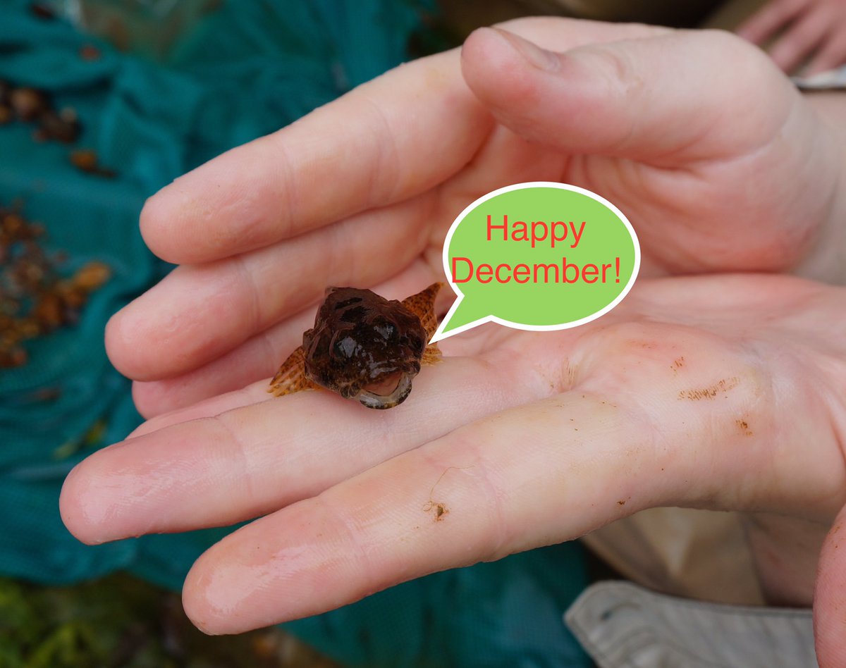 triverfellows's tweet photo. #25daysofFishmas https://t.co/1adotpDeZ6