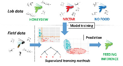 Ecol_Ent's tweet photo. METHODS: Inferring insect feeding patterns from sugar profiles: a comparison of statistical methods #ecologicalmethods #entomology #insectecology https://t.co/RCattrx64C https://t.co/evgOOzghlc