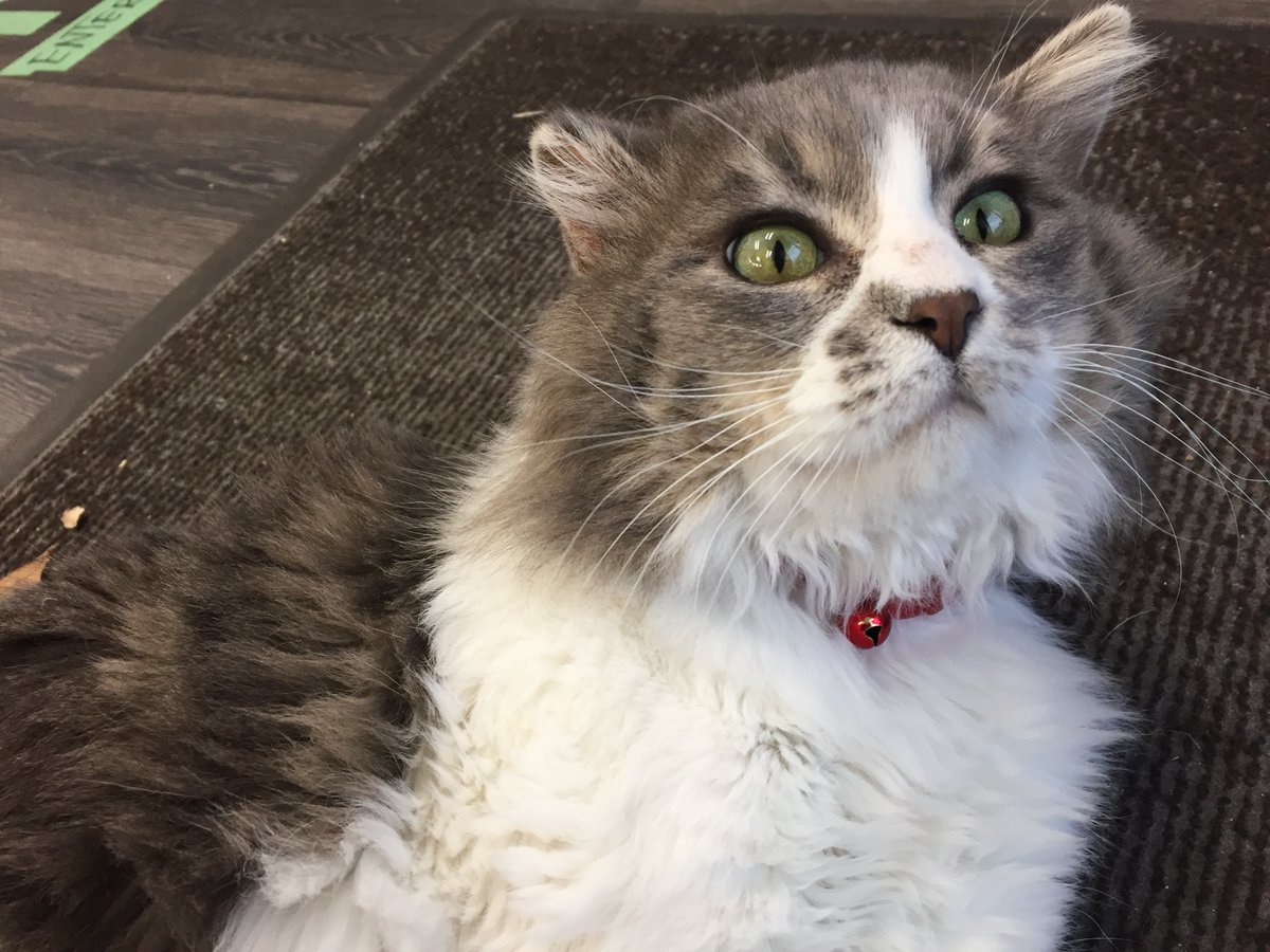 Canadiancatluv's tweet photo. Meet Woody! He's a super sweet kitty hanging out at Mother Hubbard's Pet Food &amp; Supplies in South Surrey, B.C. Someone will be lucky to adopt this friendly fellow! #cats #CatsOfTwitter #rescuecats #fostercats #catlove #catlovers #cutecats https://t.co/jwwgqgaL2Q