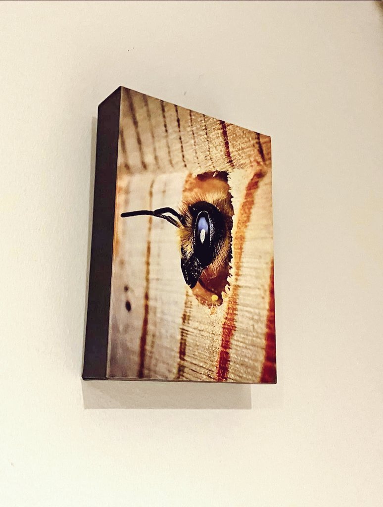 A huge thank you to <a href="/badoozleby/">Kevin Meeks</a> for purchasing my award-winning capture entitled, 'THROUGH THE BEEHOLE'.

If YOU like this, please visit my store and take a look. Tons of unique shots in there including some smashing Christmas ideas...

VISIT: bracealmighty.picfair.com